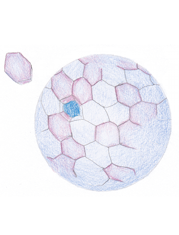 La cellule électrifiée