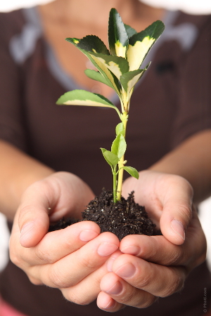 Plant in hands